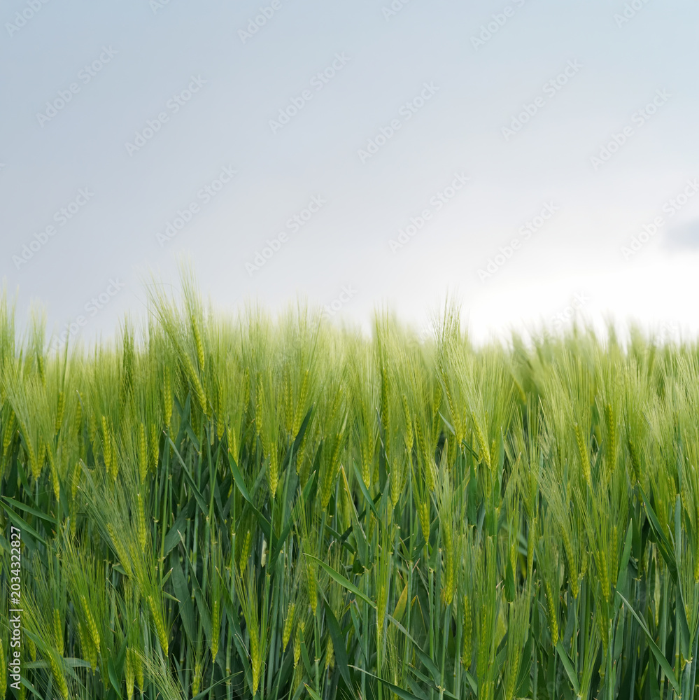 Fototapeta premium Wheat field growing in sunlight under cloudy sky during spring season