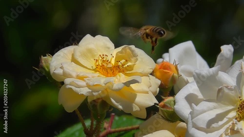  Bee, flying on yellow rose Flower. Honeybee and Rose flower.