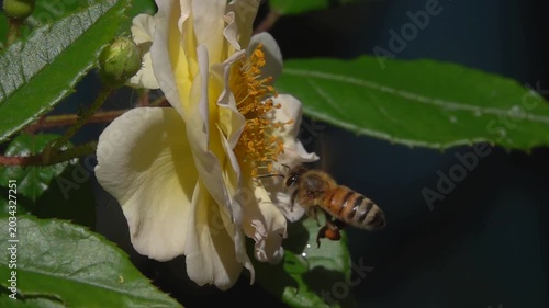  Bee, flying on yellow rose Flower. Honeybee pollen and Rose flower.