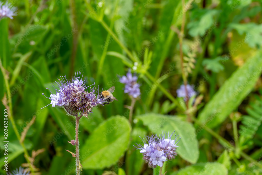 Fototapeta premium buff tailed bumblebee collecting pollen from purple flowers of lacy phacelia
