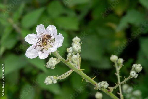 Konstfotografi western honey bee collecting pollen from  a bramble rubus fruticosus flower
