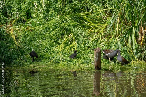 moorhens Gallinula Chloropus with chicks by the lake in Holly Hill Woodland Park Hampshire England