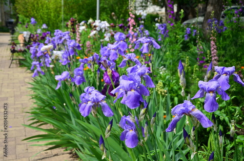 Tableau sur toile violet flowers in the garden