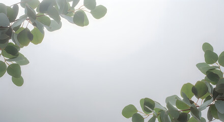 Foggy eucalyptus leaf border on soft white background