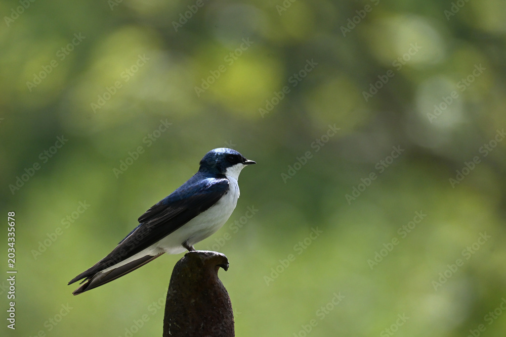 Obraz premium Tree Swallow Bird