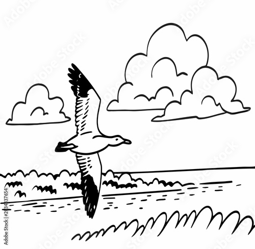 vector illustration of a bird