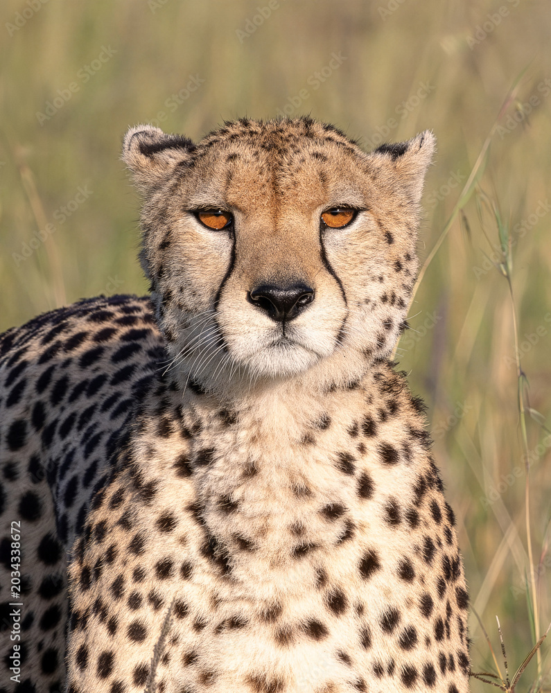 Naklejka premium Cheetah Eyes