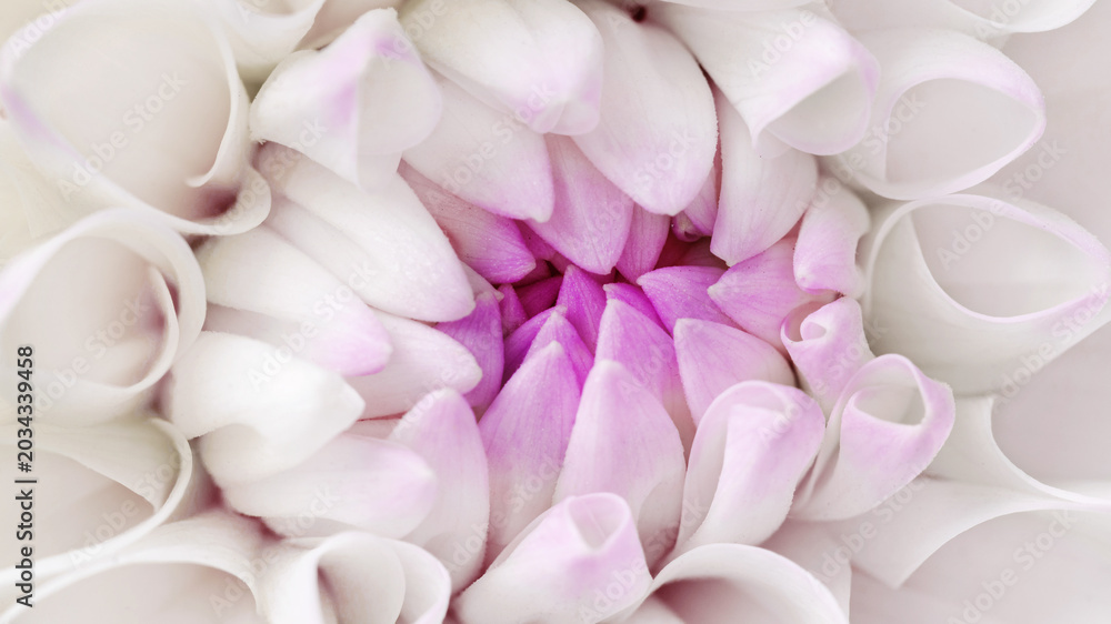 Obraz premium Macro trend of fresh flower top view, minimal aesthetic abstract monochrome nature banner with soft curled petals in delicate rose shades. Summer blooming white pink flowery plant, soft lighting.