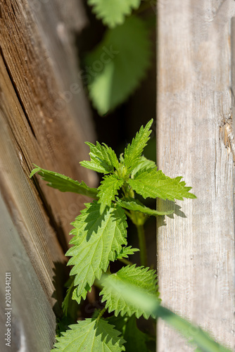 stinging nettle Growing beside a fence