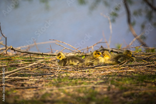 Goslings in the grass