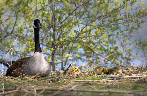 Goose & Goslings in the grass