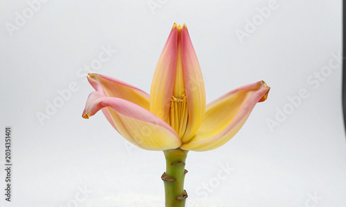 vibrant yellow banana flower delicate pink petals intricate stamens robust stem soft diffused studio lighting background