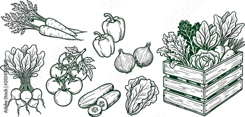 Photos Fresh vegetables set, hand drawn vector illustration collection of organic farm