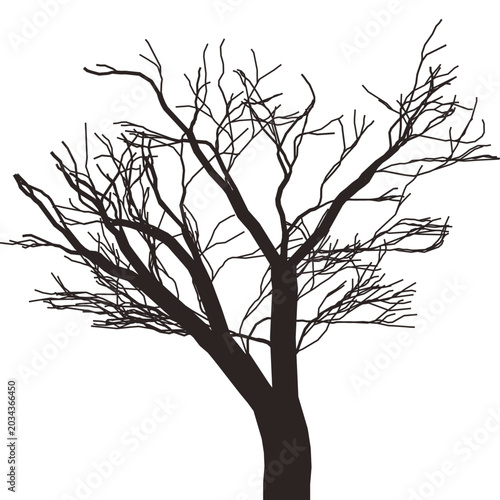 Bare tree branches silhouette viewed from side against clean white backdrop showcasing a detailed, sprawling network of dark limbs and delicate twigs symbolizing bareness and stark natural beauty.
