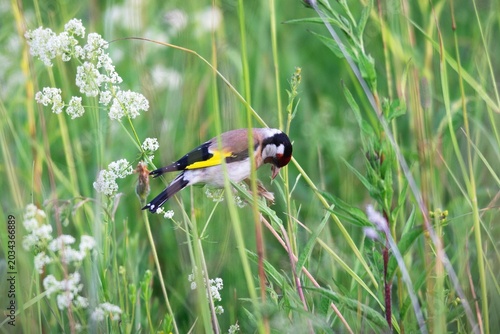Goldfinch bird perched on a wildflower stem in a green meadow. Small wild animal searching for seeds in natural environment. Wildlife observation, summer season and nature biology.