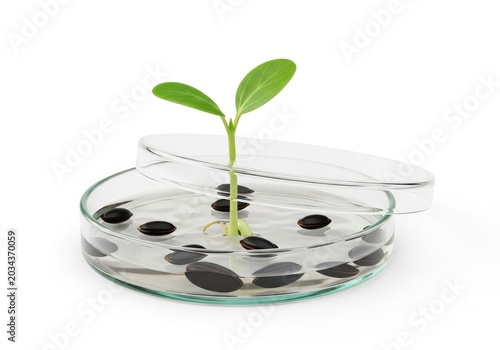 A young seedling sprouting in a transparent circular growing tray with drainage holes