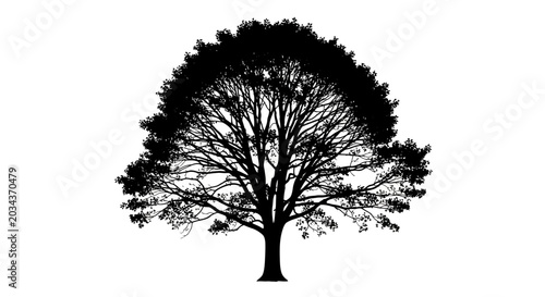 Fotografi Silhouette of a large tree with sprawling branches and leaves against a white ba