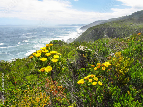 View along the high cliffs of the Tsitsikamma Coastline, in the Garden Route National Park of South Africa, with Fynbos and other wildflowers in bloom in the foreground