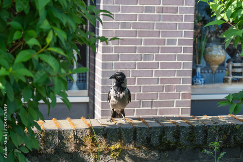 Konstfotografi Black bird stands on a stone ledge beside greenery