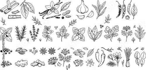 spices and herbs vintage sketch collection bundle black and white engraved style vector.