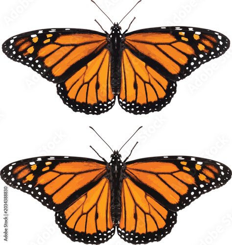 Cuadro en lienzo Monarch butterfly vector illustration top and bottom view symmetry design