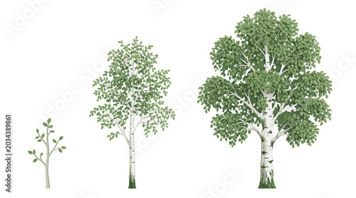 Quadro su tela Birch trees growth stage collection from small sapling to mature