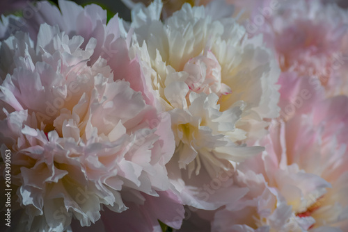 Soft Pink Peony Flowers in Natural Light Close Up