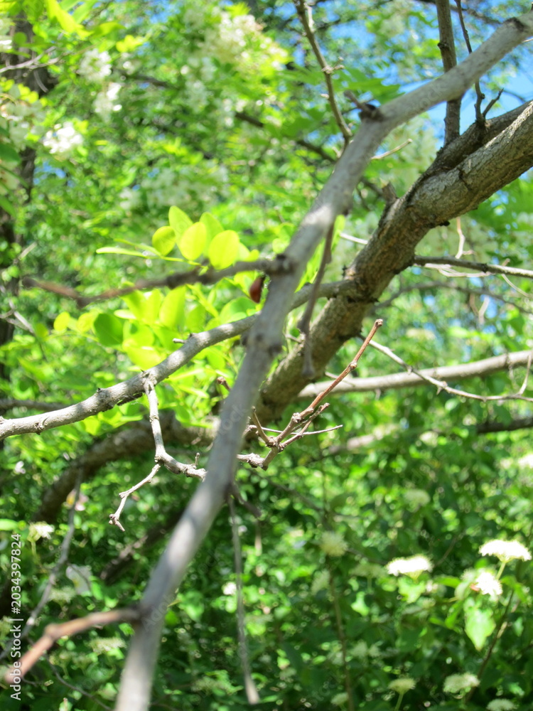 Fototapeta premium Close up white acacia blossom with green leaves in spring sunlight