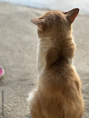 Back View of domestic Ginger Cat Sitting Outdoors