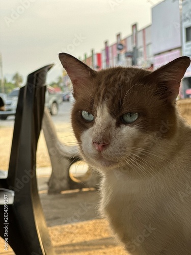 Stray Cat with Blue Eyes Sitting Outdoors