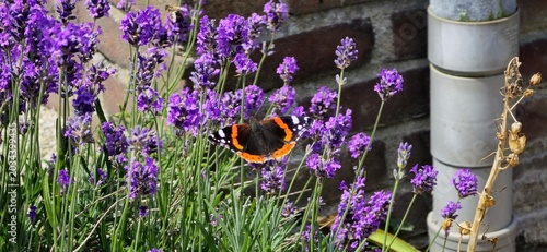 a beautiful butterfly sits at purple lavender flowers in the garden in summer closeup