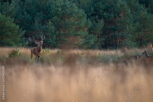 Tableau sur toile Majestic red deer stag roaring at a hind during the autumn rutting season