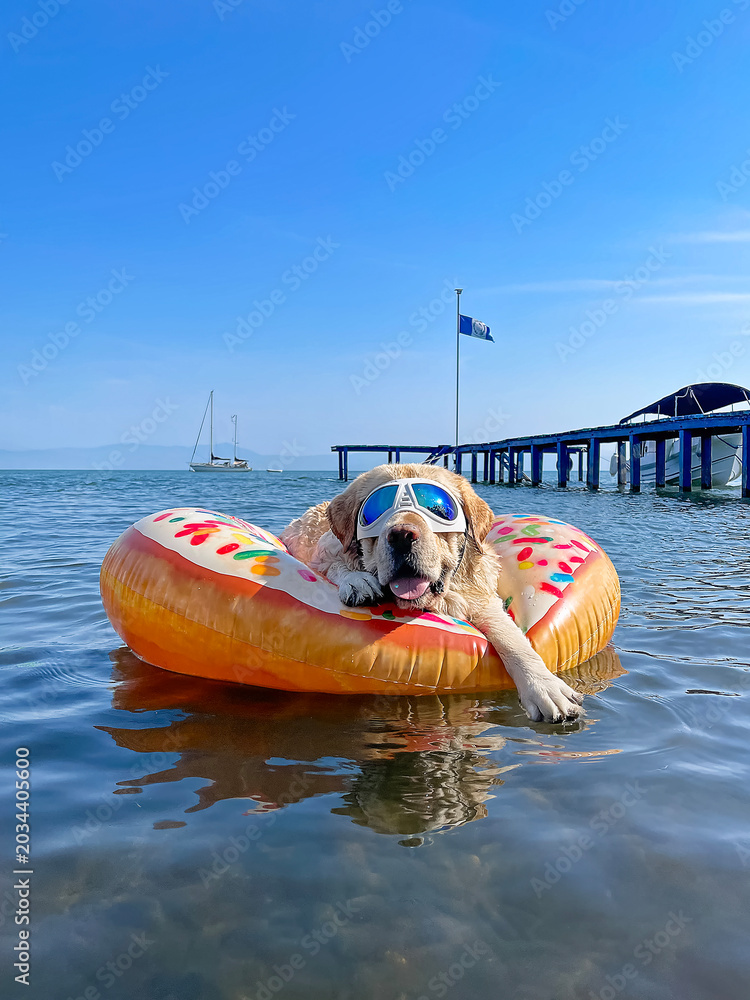 Obraz premium Funny Labrador retriever wearing dog sunglasses relaxing on inflatable donut ring in calm tropical water. Summer vacation scene with dog floating near pier and sailboat.