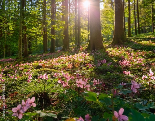 a sunlit forest floor with pink flowers blooming amidst lush greenery