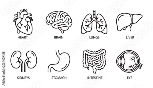 Cuadro en lienzo Human internal organ icons in outline style for medical use