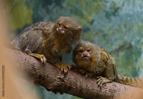 Bild auf Leinwand Pygmy marmoset