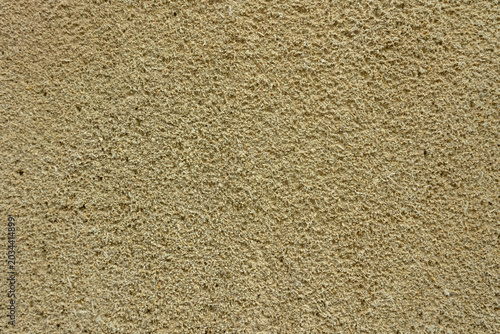 Natural oyster stone texture typical of the Cadiz coast in Andalusia, Spain. Rough porous limestone surface used in traditional Andalusian architecture and construction.