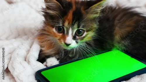 Cute fluffy calico kitten sleeping next to a smartphone with a green mockup screen on a soft white blanket.