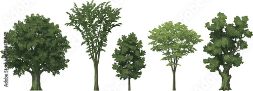 Schilderij op canvas Green trees collection varied broadleaf species isolated vector illustration