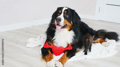 A large Bernese Mountain Dog and a small calico kitten lying together on a white blanket in a cozy room.