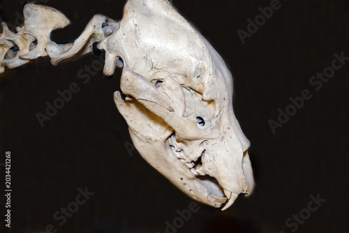 The skeleton of a brown bear on a dark background. Wildlife, mammals, predators.