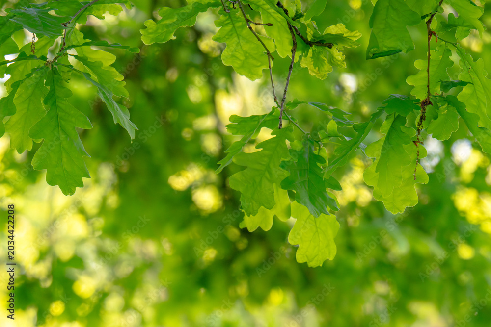 Obraz premium Green fresh leaves on the branches of an oak close up against the sky in sunlight. Care for nature and ecology,