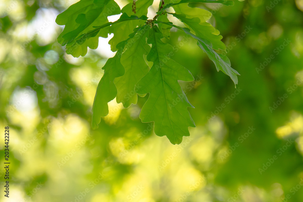 Obraz premium Green fresh leaves on the branches of an oak close up against the sky in sunlight. Care for nature and ecology,