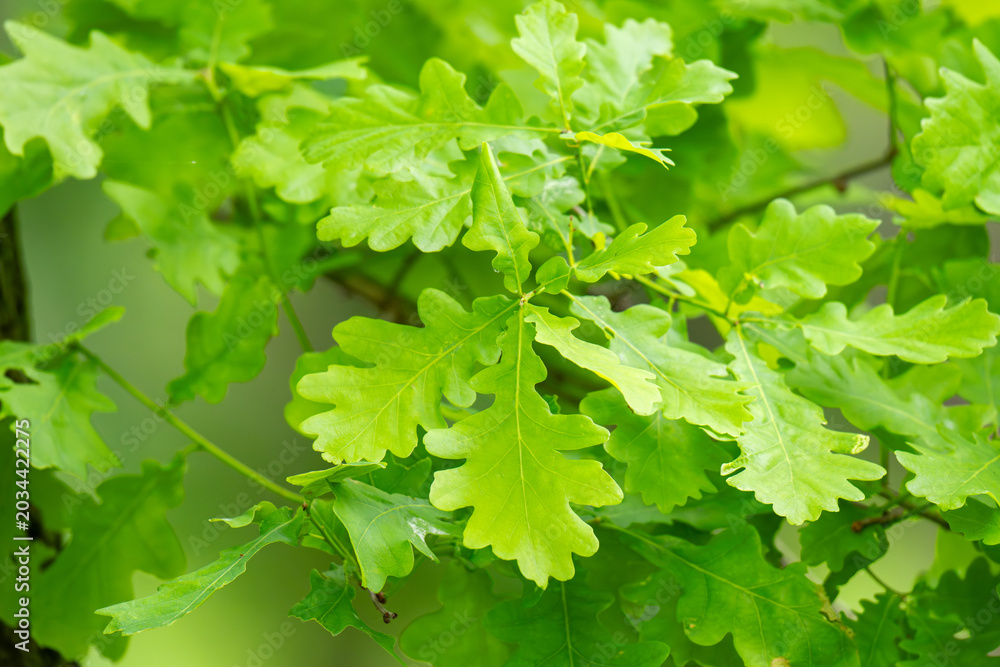 Fototapeta premium Green fresh leaves on the branches of an oak close up against the sky in sunlight. Care for nature and ecology,