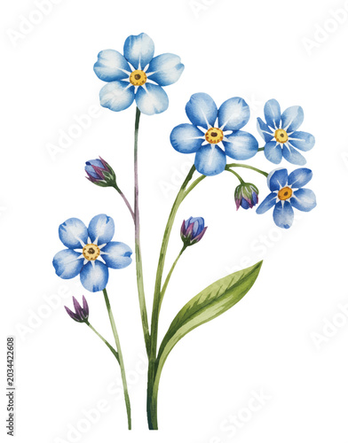 Natural watercolor blue forget me not branch composition.