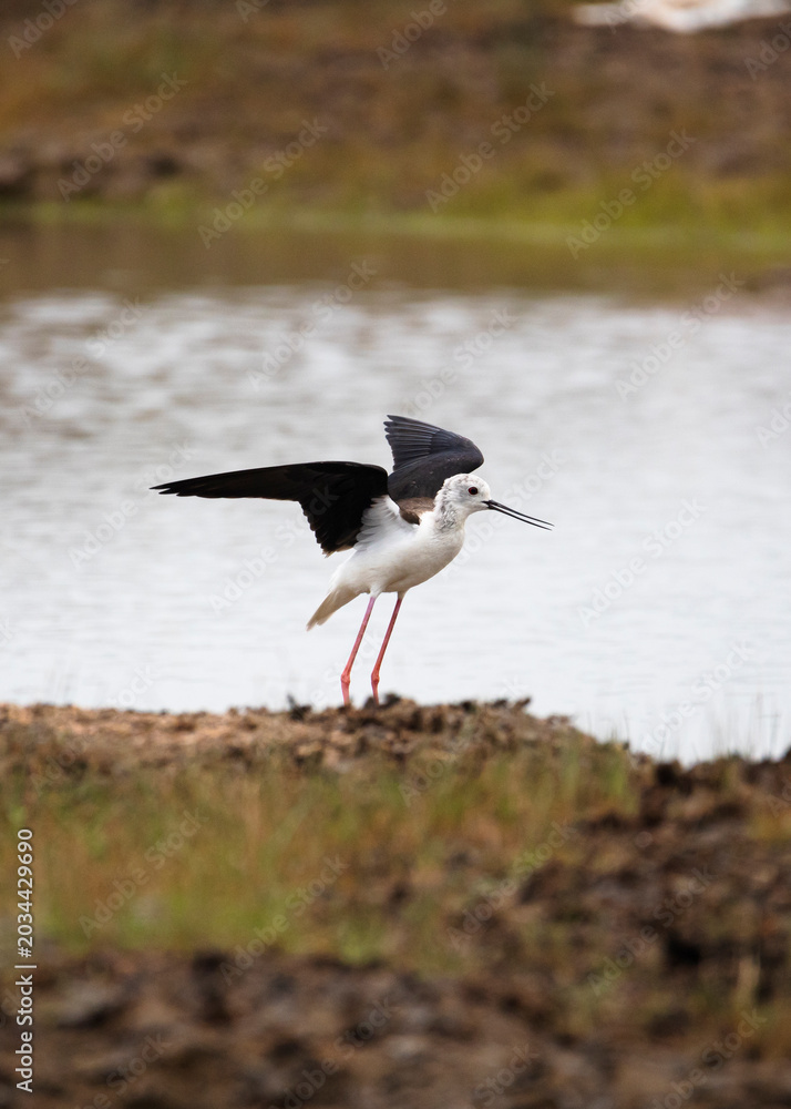 Obraz premium Black-winged Stilt Performing Broken-Wing Display Near Lake. Shorebird Feigning Injury at Lakeshore Wetland Habitat.