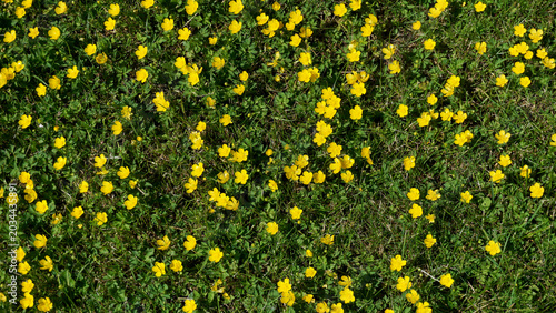Photos Field of creeping buttercup ranunculus repens spreading across green lawn forming invasive weed carpet, common garden problem
