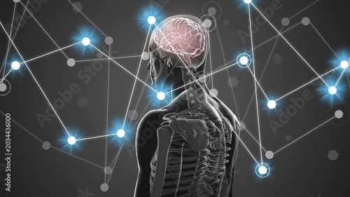 Left network launching nodes toward clear model rotating, showing neural links on brain and spine