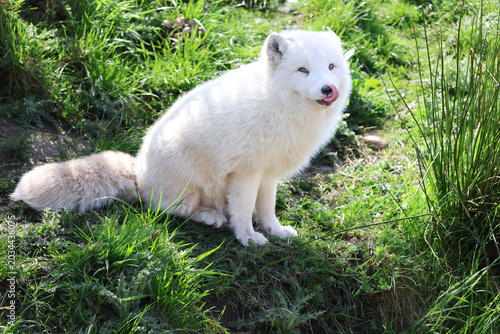 Εκτύπωση καμβά White Arctic Fox licking nose, large bushy tail on view
