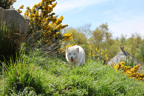 Schilderij op canvas White Arctic fox prowling through green grass and yellow gorse meadow